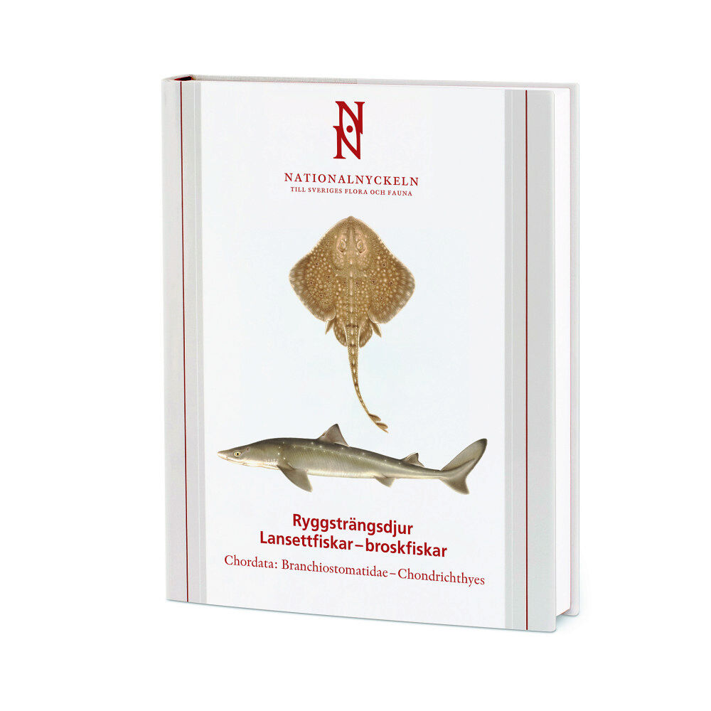 Sven O. Kullander Ryggsträngsdjur : lansettfiskar - broskfiskar. Chordata : branchiostomatidae - chondrichthyes (inbunden)