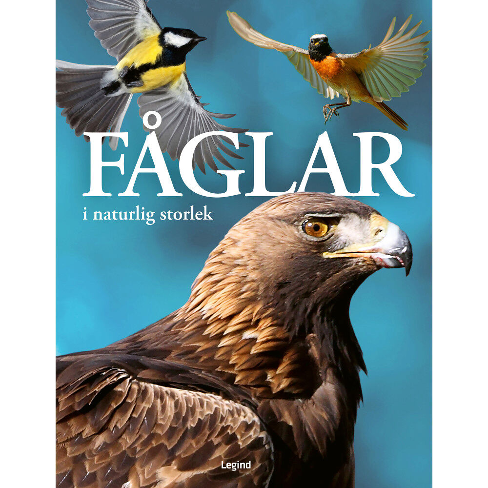 Nancy J. Hajeski Fåglar : i naturlig storlek (inbunden)