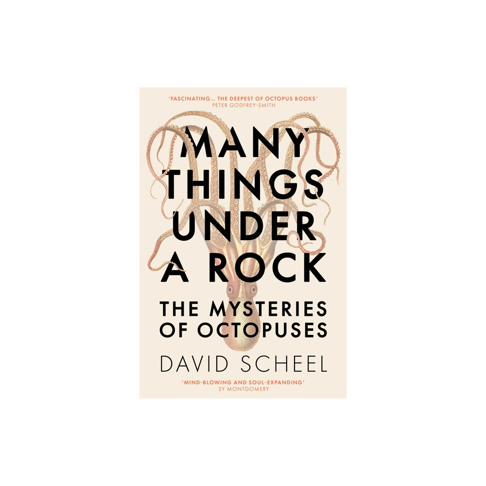 Hodder & Stoughton Many Things Under a Rock (inbunden, eng)