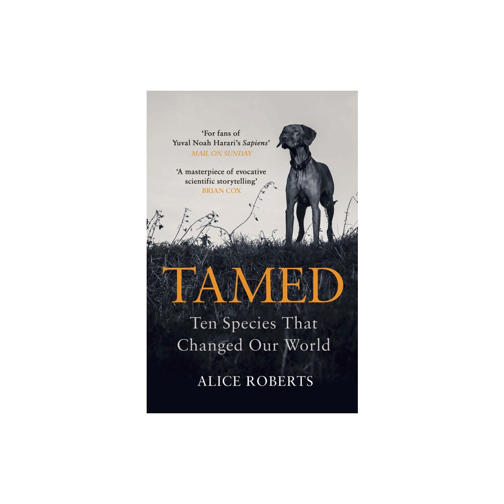 Cornerstone Tamed (häftad, eng)