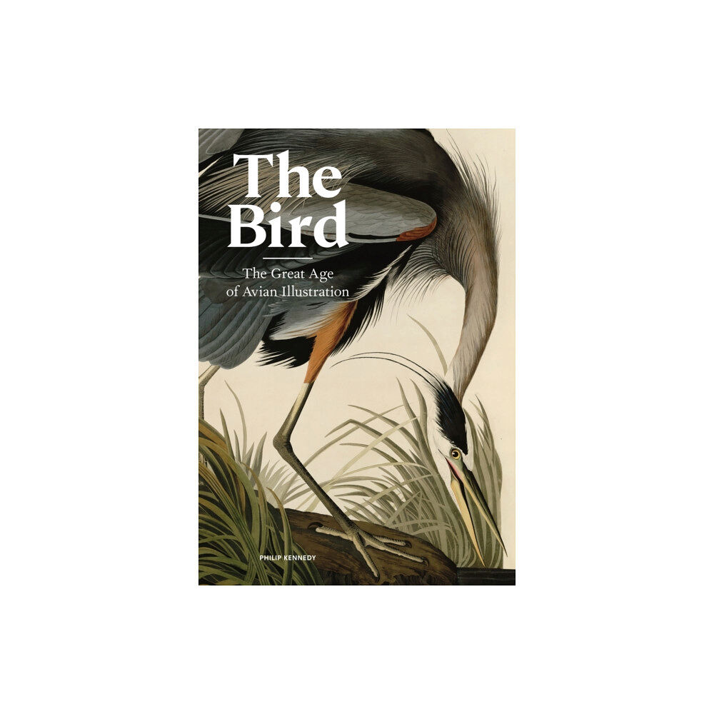 Orion Publishing Co The Bird (inbunden, eng)