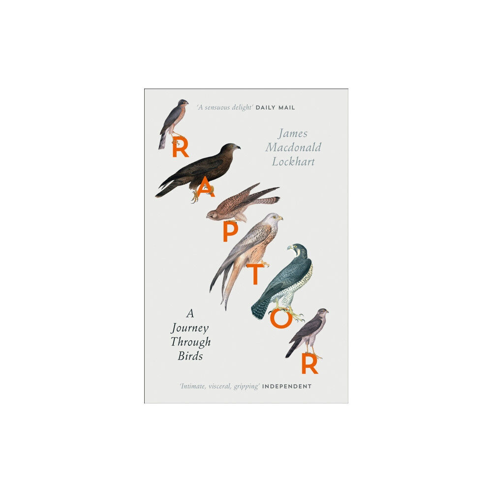 HarperCollins Publishers Raptor (häftad, eng)