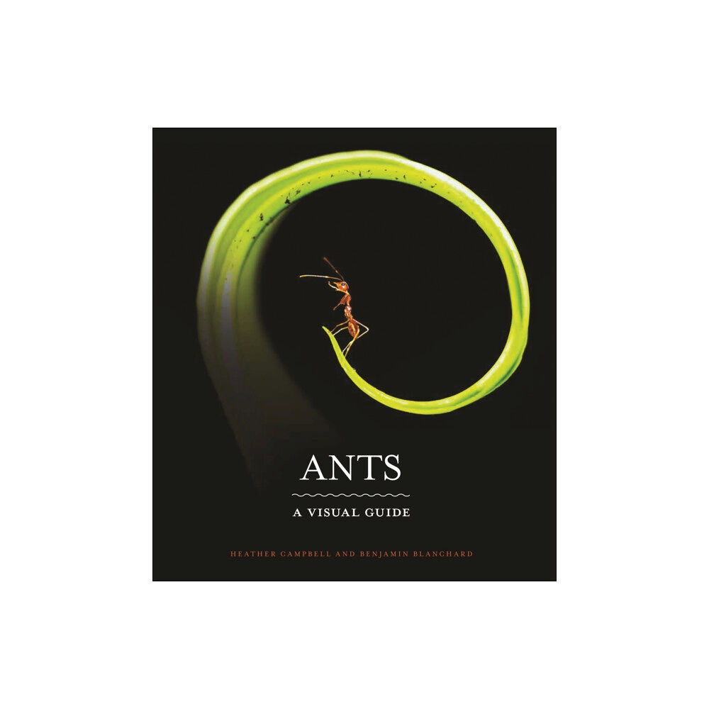Princeton University Press Ants (inbunden, eng)