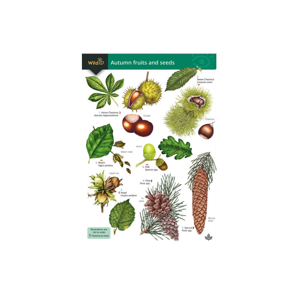 Field Studies Council Autumn fruits and seeds (häftad, eng)