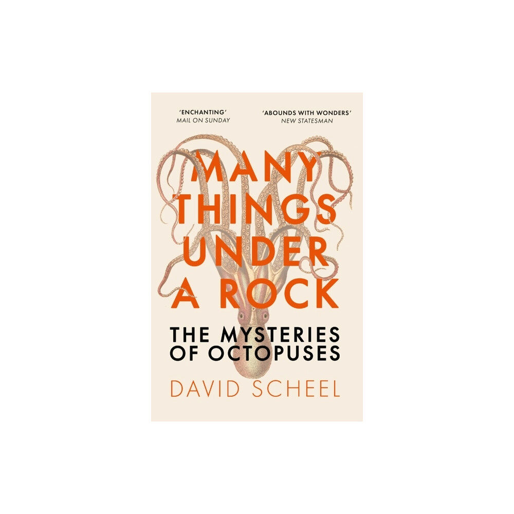 David Scheel Many Things Under a Rock (pocket, eng)