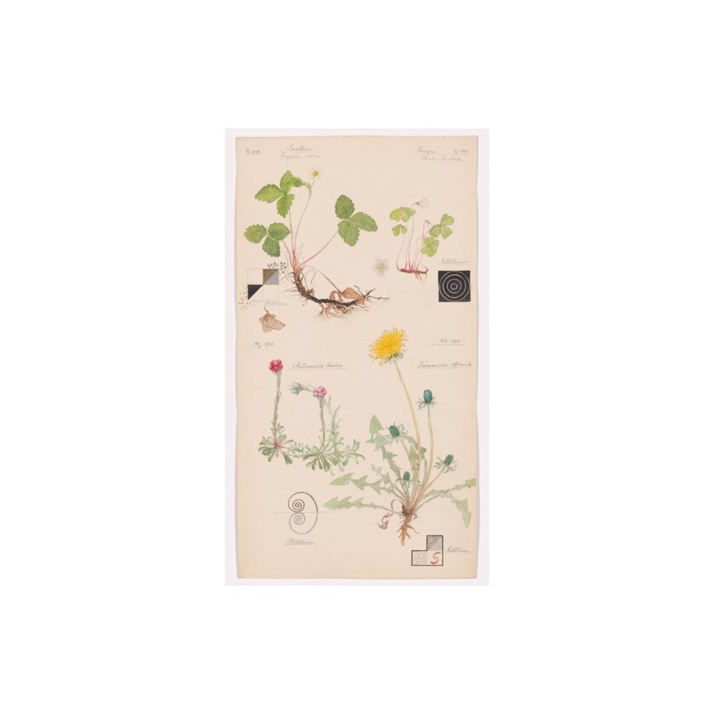 Museum of Modern Art Hilma af Klint (inbunden, eng)