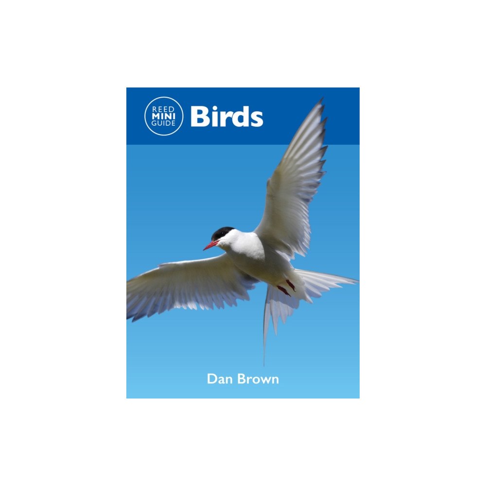 New Holland Publishers Reed Mini Guide: Birds (häftad, eng)