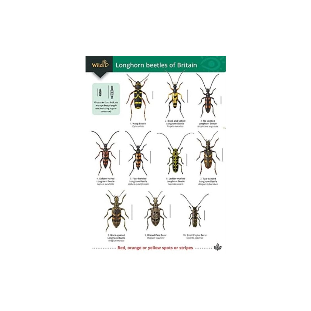 Field Studies Council Guide to longhorn beetles of Britain (häftad, eng)