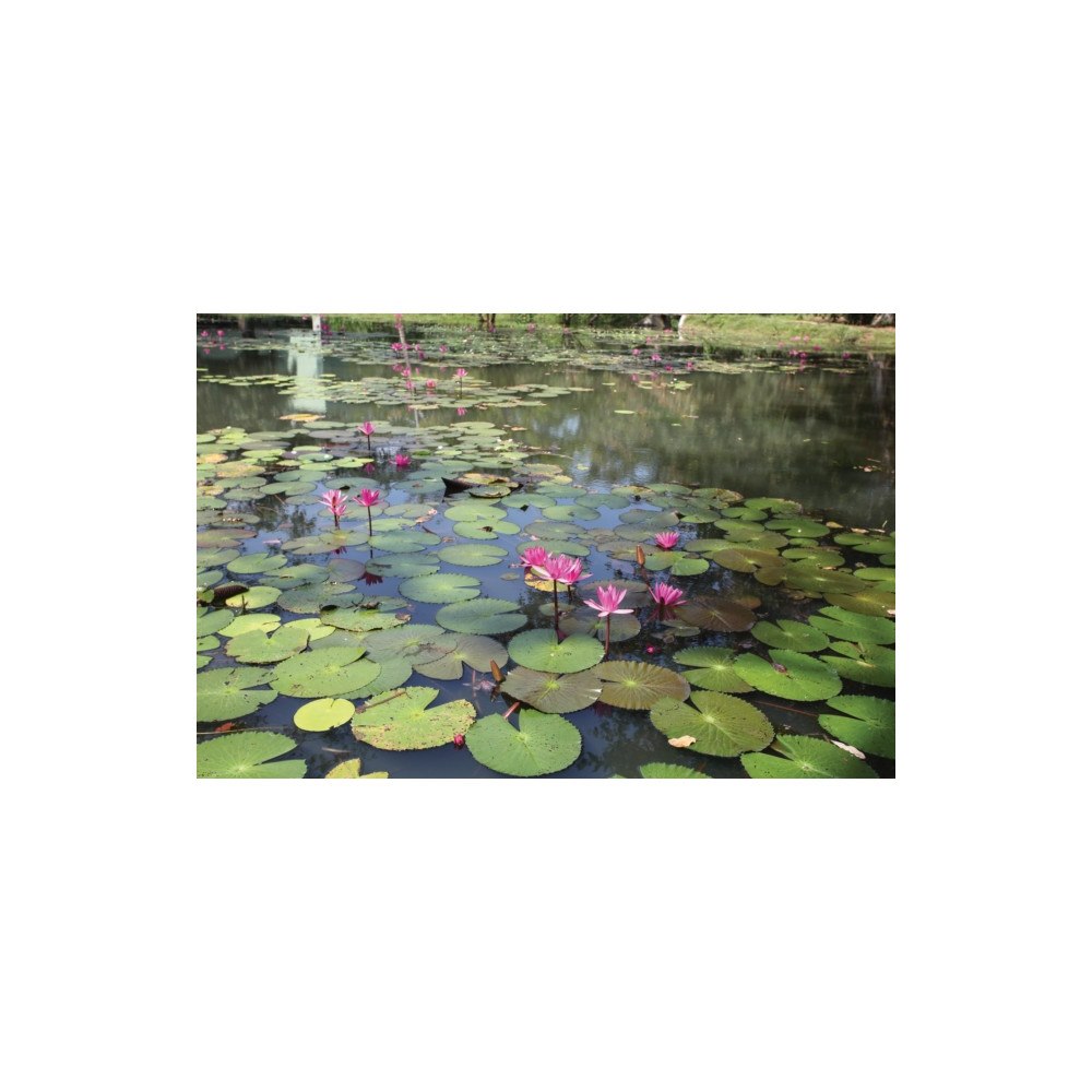 Silvana Gardens of Sri Lanka (inbunden, eng)