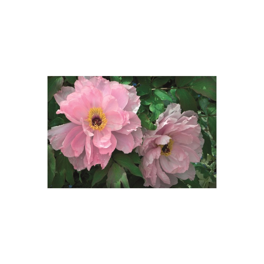 Anness publishing Memo Block - Peony (inbunden, eng)