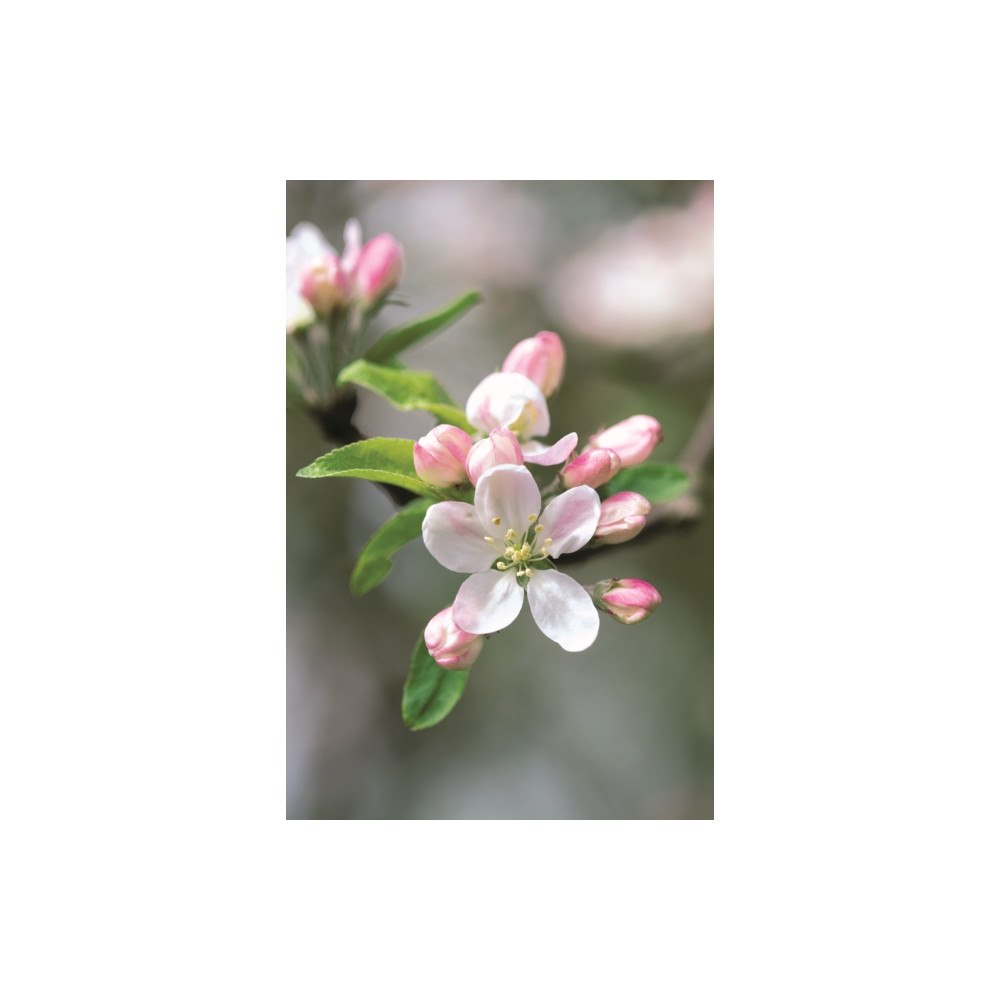 Anness publishing Memo Block - Apple Blossom (inbunden, eng)