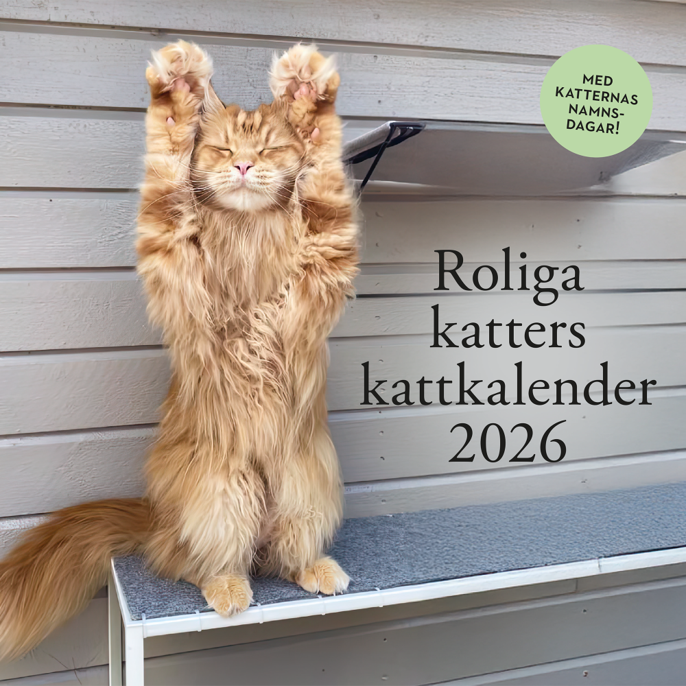 Pug Förlag Roliga katters kattkalender 2026 (bok, spiral)