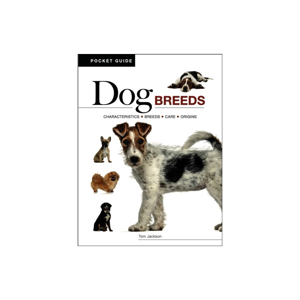 Amber Books Ltd Dog Breeds (häftad, eng)