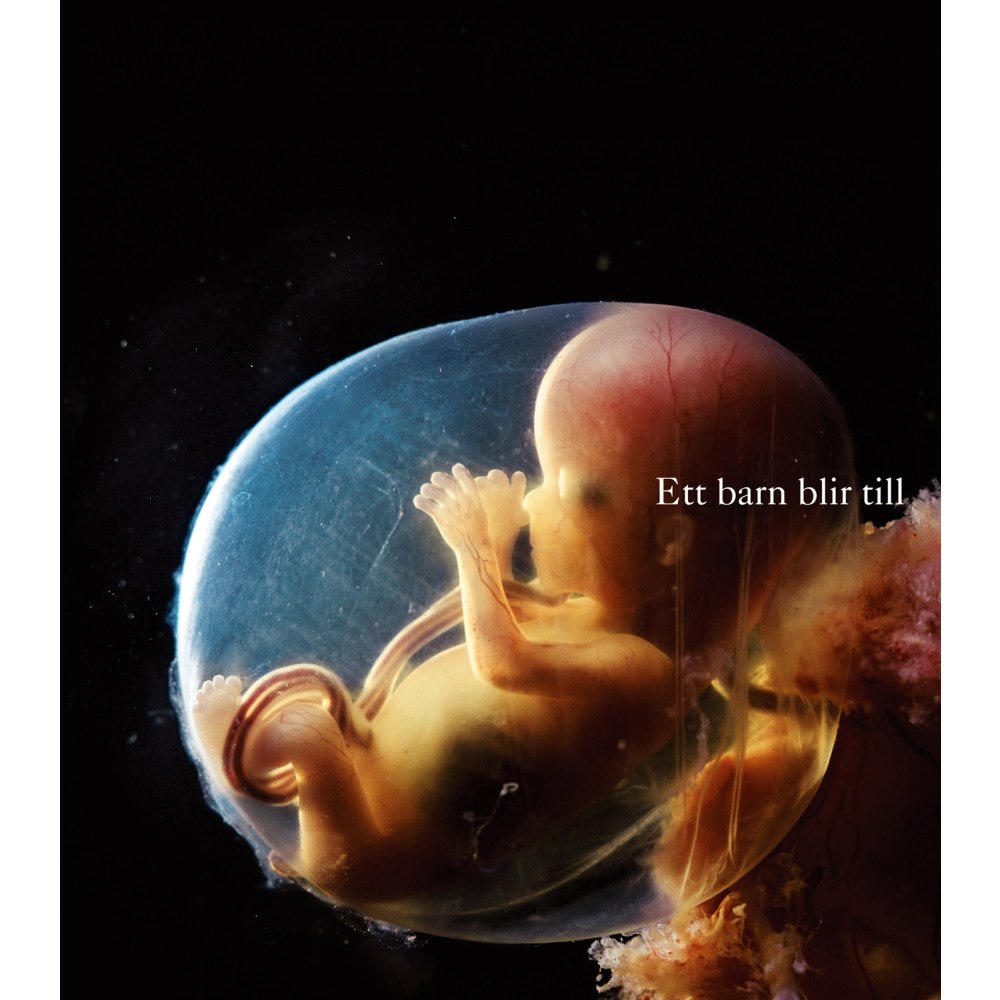 Lennart Nilsson Ett barn blir till (bok, kartonnage)