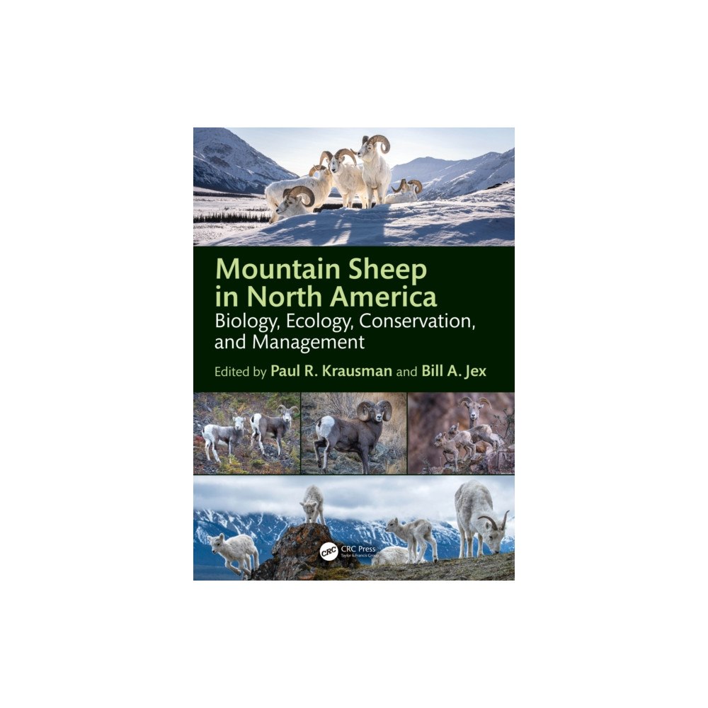 Taylor & francis ltd Mountain Sheep in North America (häftad, eng)