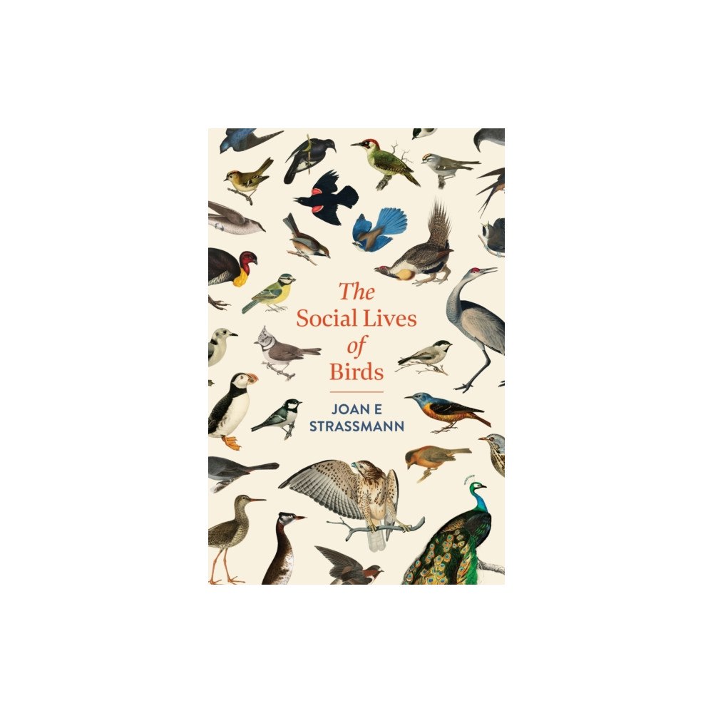 Headline Publishing Group The Social Lives of Birds (häftad, eng)