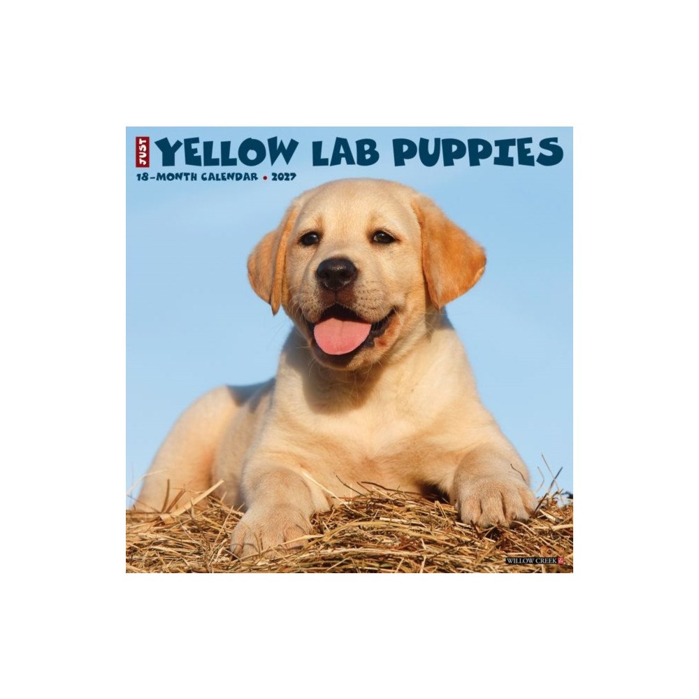 Willow Creek Press Yellow Lab Puppies 2027 Wall (häftad, eng)