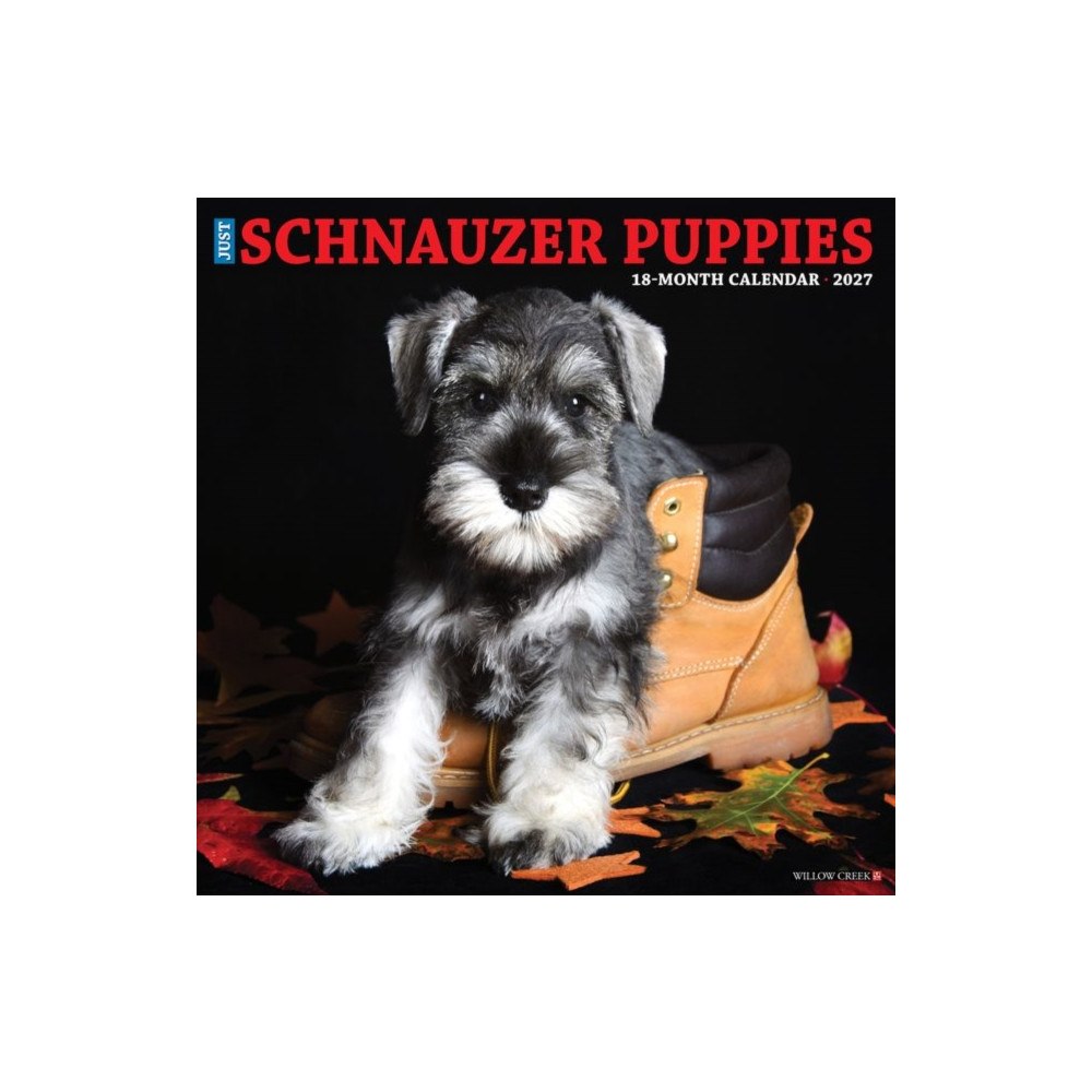 Willow Creek Press Schnauzer Puppies 2027 Wall (häftad, eng)