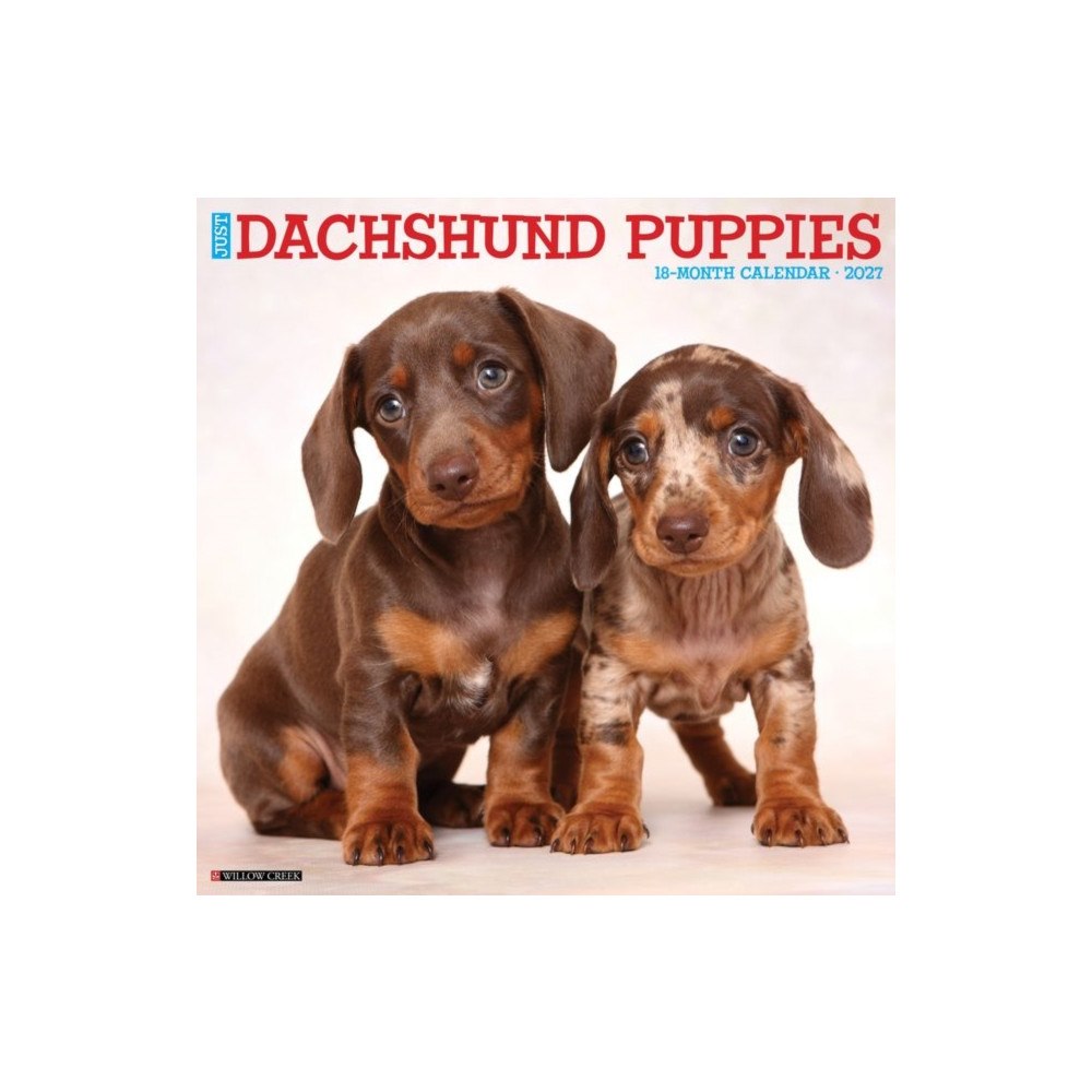 Willow Creek Press Dachshund Puppies 2027 Wall (häftad, eng)