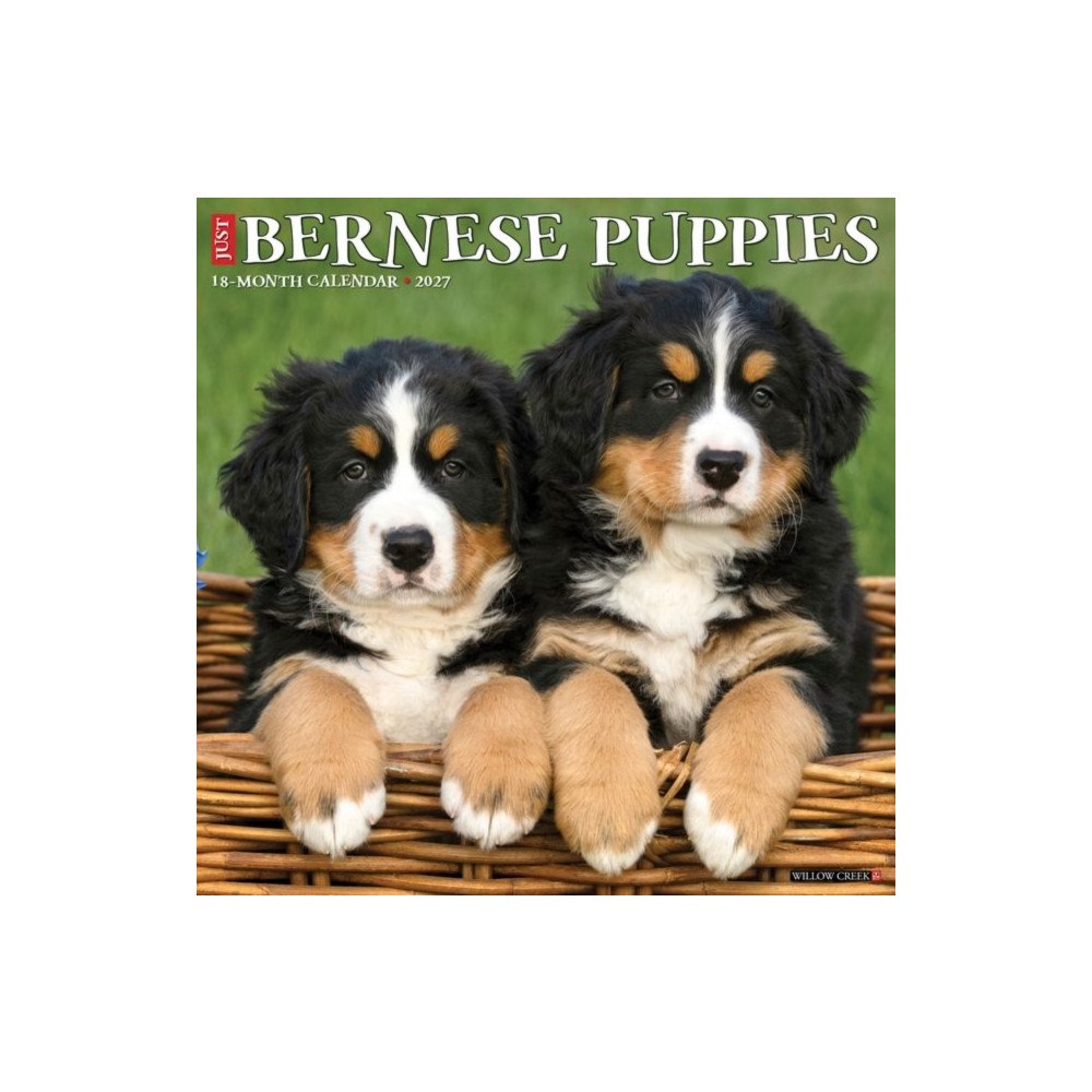 Willow Creek Press Bernese Mountain Puppies 2027 Wall (häftad, eng)