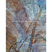 Martina Holmberg Konsnäckan / Conidae (inbunden)