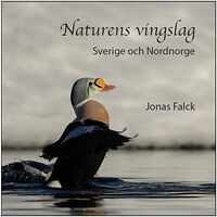 Jonas Falck Naturens vingslag – Sverige och Nordnorge (inbunden)