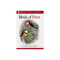 Bloomsbury Publishing PLC Field Guide to Birds of Peru (häftad, eng)