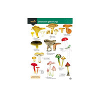 Field Studies Council Distinctive gilled fungi (häftad, eng)