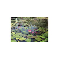 Silvana Gardens of Sri Lanka (inbunden, eng)