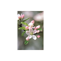 Anness publishing Memo Block - Apple Blossom (inbunden, eng)