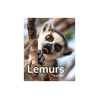 Ransom Publishing Lemurs (häftad, eng)