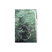 Skira Kishio Suga (inbunden, eng)