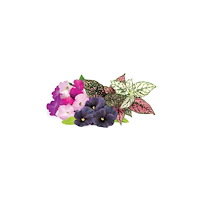 Click and Grow Click Grow Click and Grow Smart Garden Refill, Förpackning m...