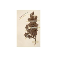 Tapsalteerie The Sleep Road (häftad, eng)