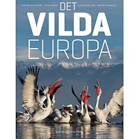 Max Ström Det vilda Europa (inbunden)