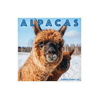 Willow Creek Press Alpacas 2027 Wall (häftad, eng)