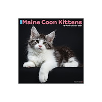 Willow Creek Press Maine Coon Kittens 2027 Wall (häftad, eng)