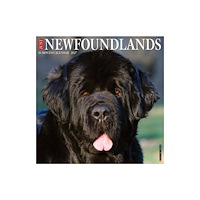 Willow Creek Press Newfoundlands 2027 Wall (häftad, eng)