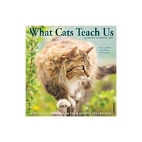 Willow Creek Press What Cats Teach Us 2027 Wall (häftad, eng)