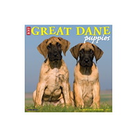 Willow Creek Press Great Dane Puppies 2027 Wall (häftad, eng)