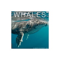 Willow Creek Press Whales 2027 Wall (häftad, eng)