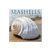Willow Creek Press Seashells 2027 Wall (häftad, eng)