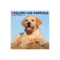 Willow Creek Press Yellow Lab Puppies 2027 Wall (häftad, eng)