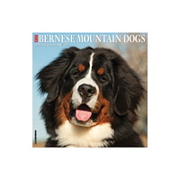 Willow Creek Press Bernese Mountain Dogs 2027 Wall (häftad, eng)