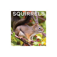 Willow Creek Press Squirrels 2027 Wall (häftad, eng)