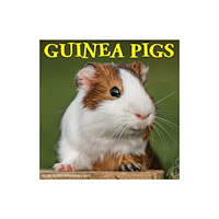 Willow Creek Press Guinea Pigs 2027 Wall (häftad, eng)