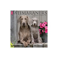 Willow Creek Press Weimaraners 2027 Wall (häftad, eng)