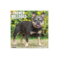 Willow Creek Press French Bulldogs 2027 Wall (häftad, eng)