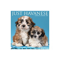 Willow Creek Press Havanese 2027 Wall (häftad, eng)