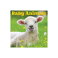 Willow Creek Press Baby Animals 2027 Wall (häftad, eng)